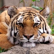 HabuTheTiger