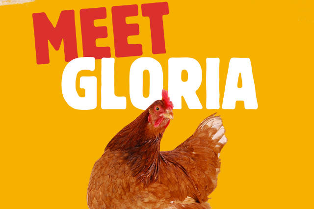 3043752-inline-i-1-meet-gloria-the-chicken-that-will-decide-the-fate-of-burger-kings-chicken-fries.jpg