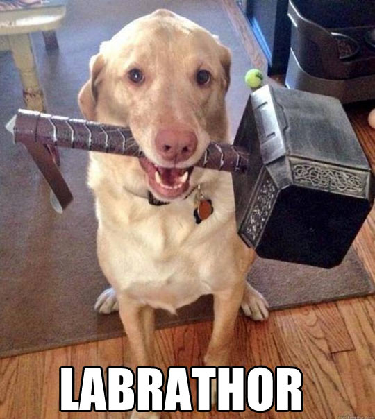 funny-picture-dog-Thor-hammer-Labrador1.jpg