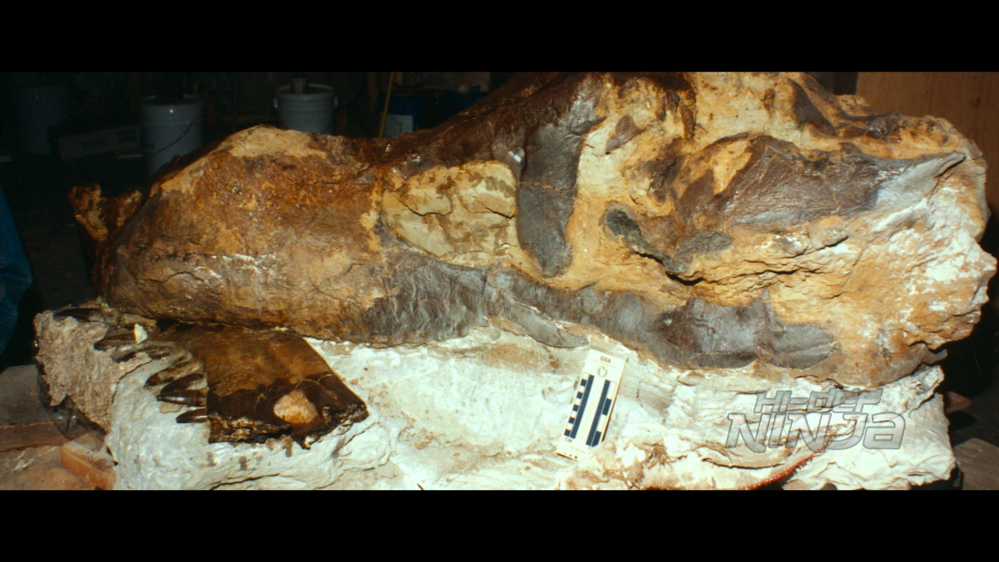 dinosaur-13-02
