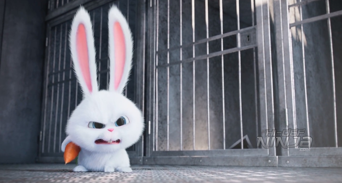 Pets6