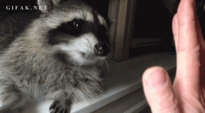 하이파이브.gif