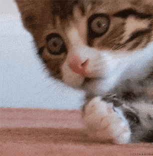 042C5711-597D-4220-B647-61581C441FE7-6261-000011AC7806ACE2.gif