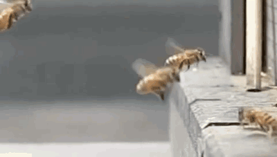 115FAB60-FD8B-4ACA-971D-1A0BF1C4F1E7.gif