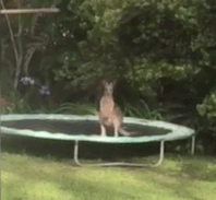1597618624879.gif