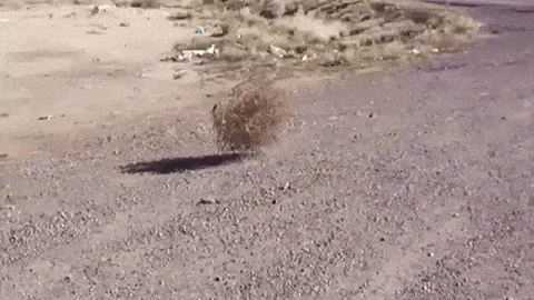 1723731035546.gif