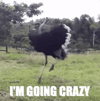 200.gif