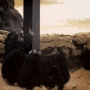 2001a.gif