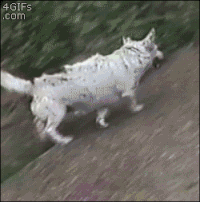 200w (1).gif