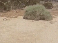 200w (1).gif