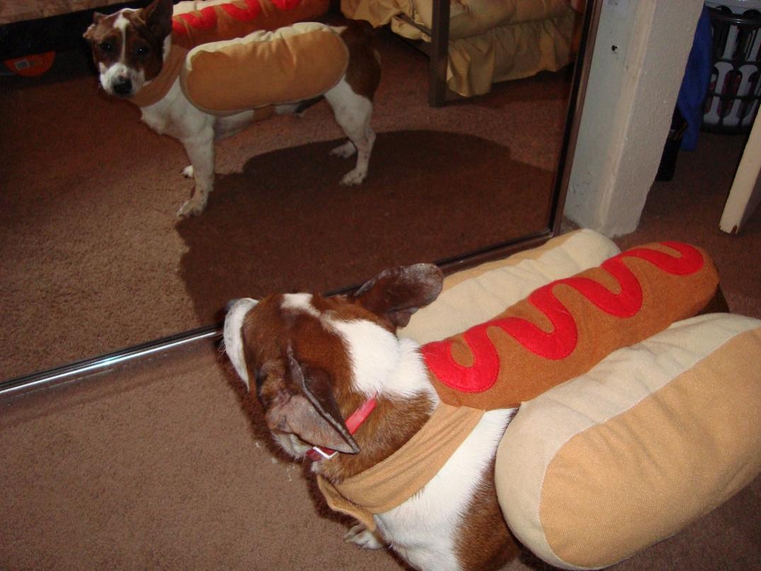 4. Hot Dog.jpg