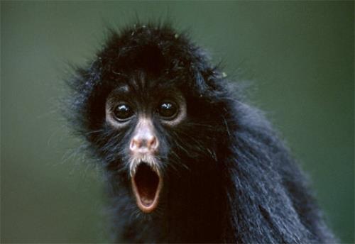 5338-ohh noo! it's monday again.jpg