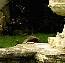 5347073.gif