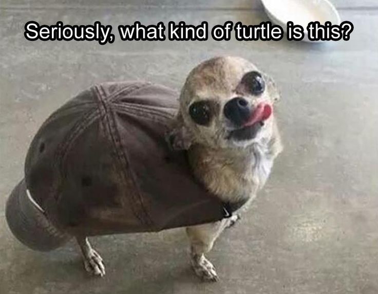 6156c991bbdfbf9ec39df7a5a9ccd62f--funny-pictures-of-animals-funny-animal-memes.jpg