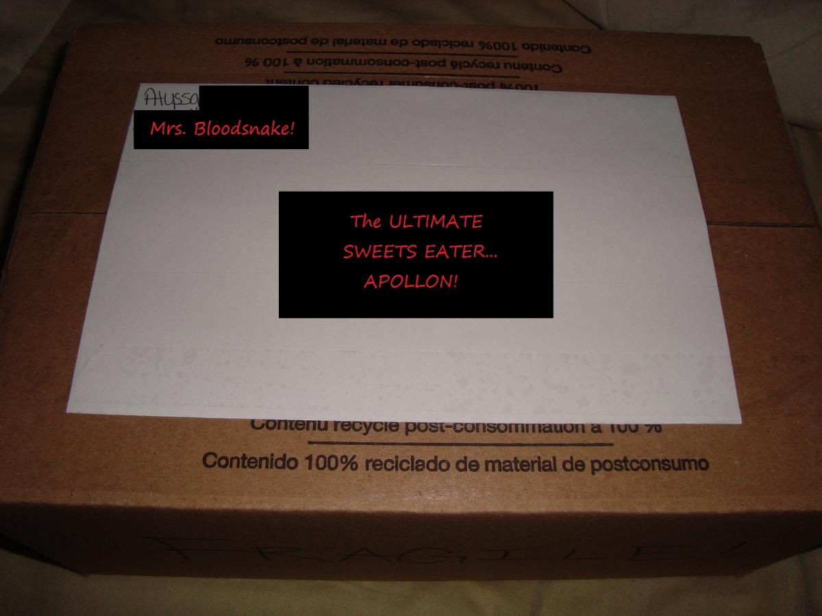 Apollon's Order!.jpg