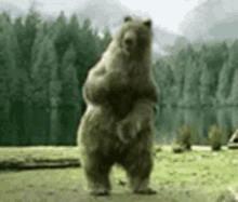 bear dance.gif