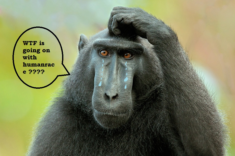 BlackMacaque4.jpg