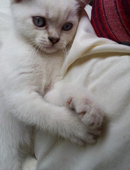bopeep_june2012.jpg