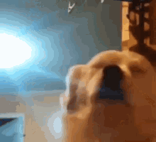 C92D52A9-6537-4154-838D-C0448EAE65CD.gif