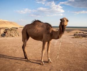 camel-christopher_rose.jpg