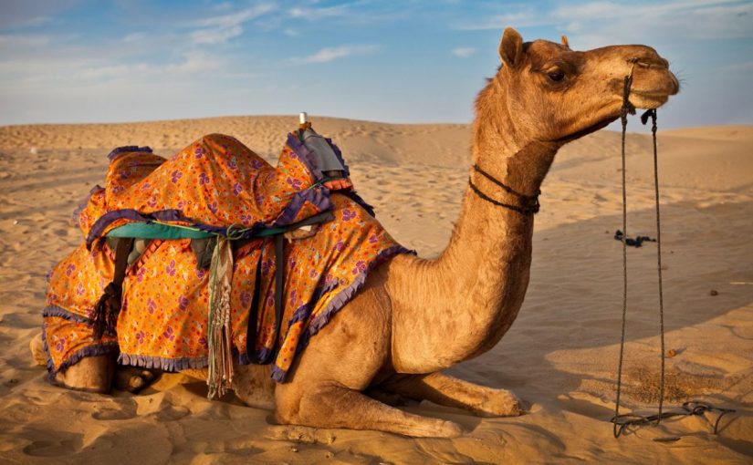 camel.jpg