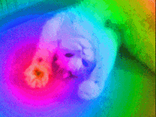 cat-colors.gif