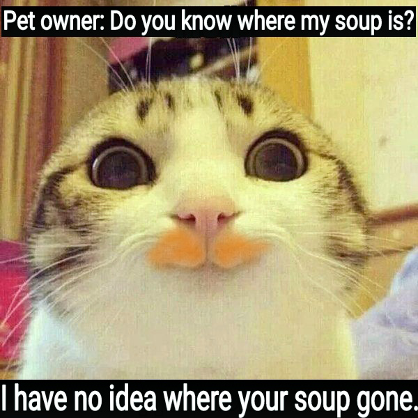 cat funny1.png