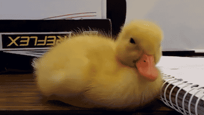 CB1BB272-B074-4AF1-956F-1CB6A0F4D98D.gif