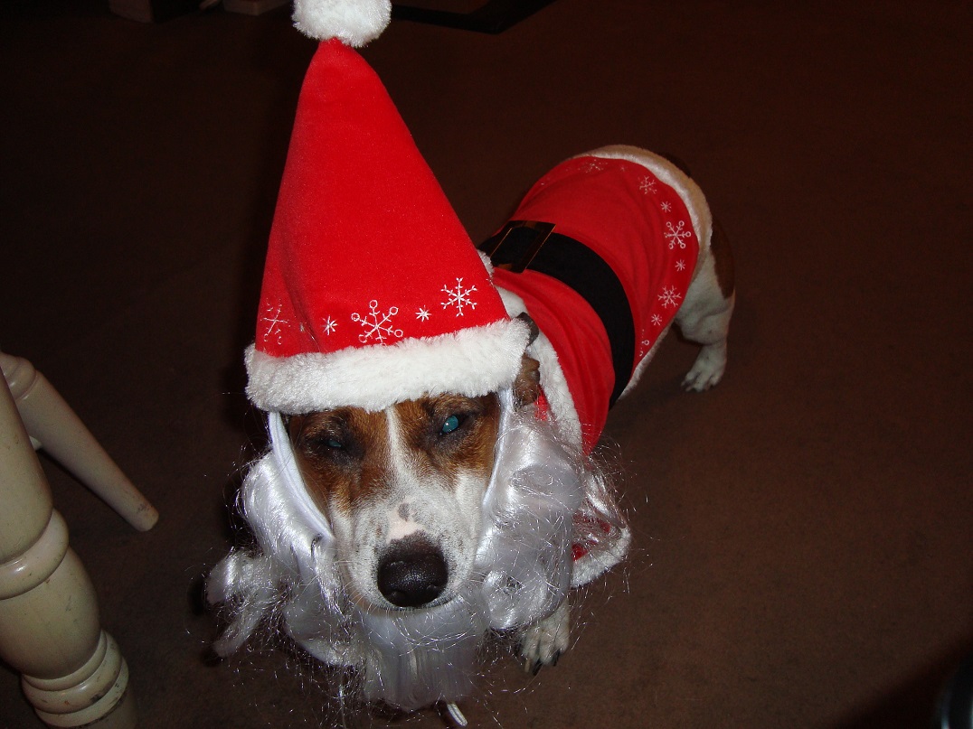 CowSanta!.JPG