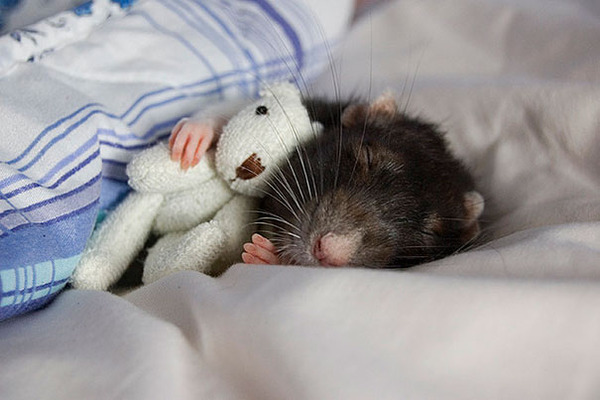 cute-animals-sleeping-stuffed-toys-6.jpg