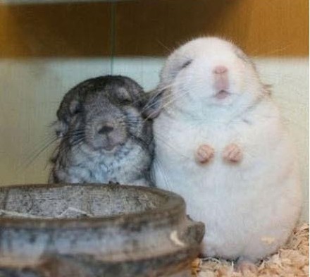 Cute-Chins-chinchilla-23987878-440-393.jpg