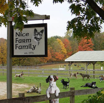 dog_got_send_to_the_farm.jpg