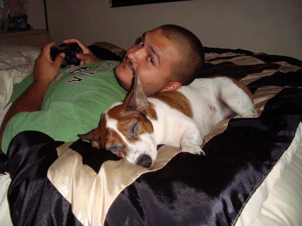 dogpillow.jpg