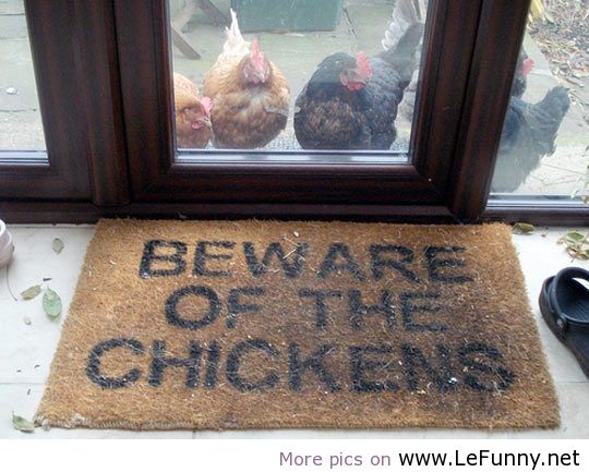 Don’t-trust-the-chickens.jpg