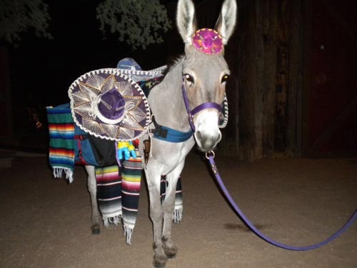 Donkey Ride.jpg