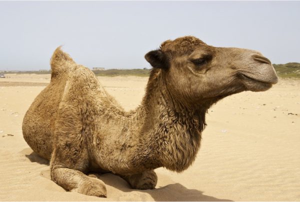 dromedary-camel-1a-1672-xl-600x404.jpg