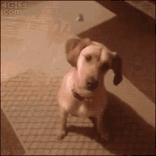 E0926526-55E5-4F74-B952-8BF68224ADFE.gif