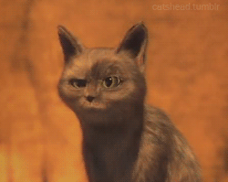 EX6wKXVM9IOlO.gif