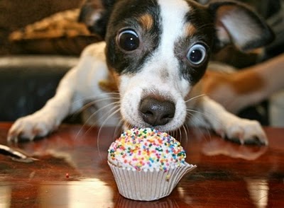 excited-dog-cupcake.jpg