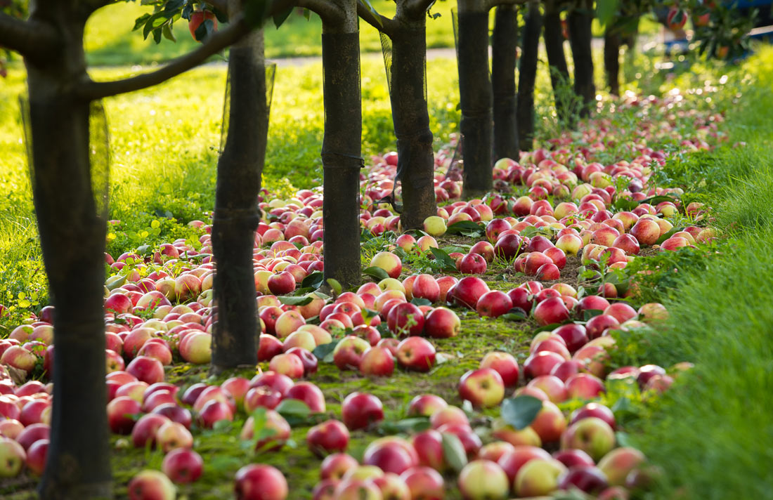 Fallen fruit, free for taking.jpg