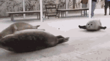 FCC3B086-599F-45D5-8191-55EC9EAB7CE5.gif
