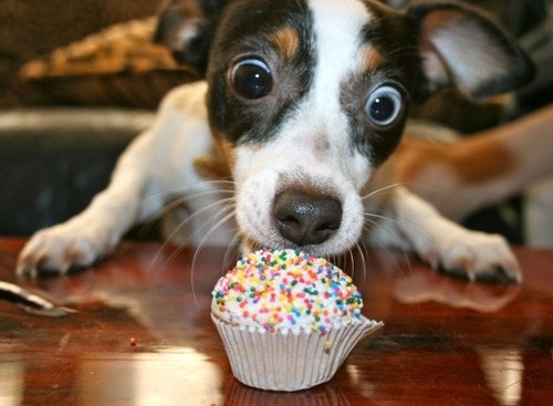 funny-dog-big-eyes-cupcake.jpg