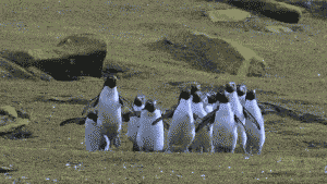 GB rare.gif