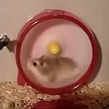 giphy (1).gif