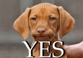giphy (16).gif