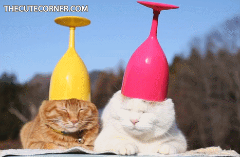 giphy (32).gif