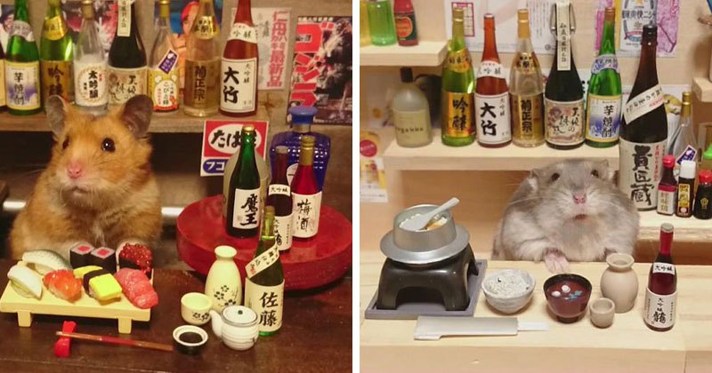 hamster-shopkeepers-cover.jpg