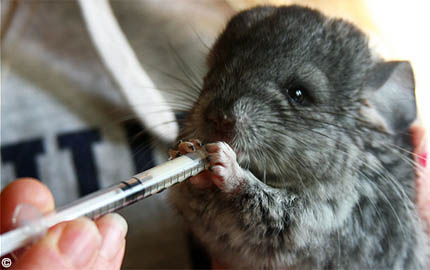 hand_feeding.jpg