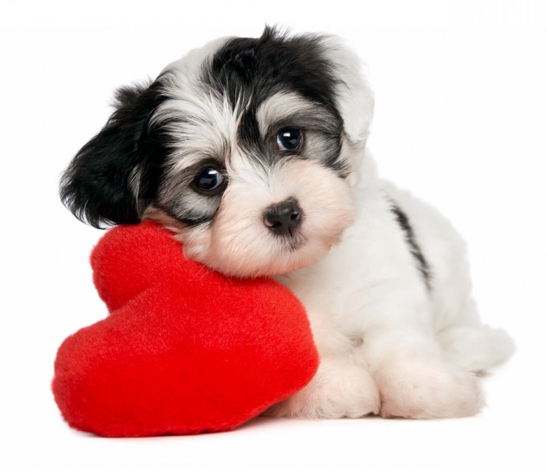 Happy-Valentines-Day-Dog-Pictures6.jpg