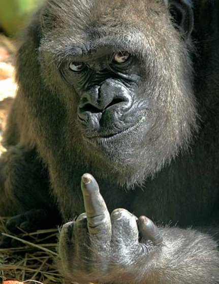 Hey Troll! LOL!.jpg